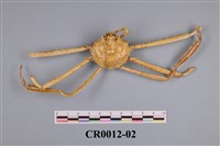 藏品(長足多棘蟹)的圖片